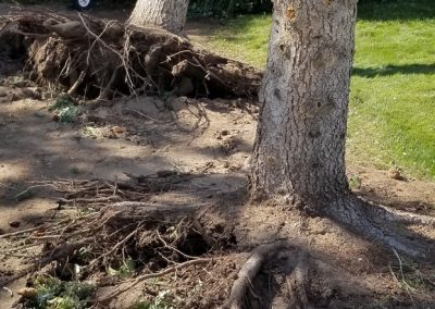 Stump Grinding & Removal