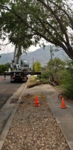 Tree Removal by Crane: What you Need to Know