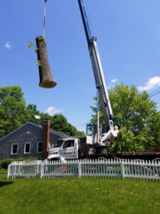Tree Removal by Crane: What you Need to Know